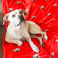 Custom pet blanket gift for a pet lover